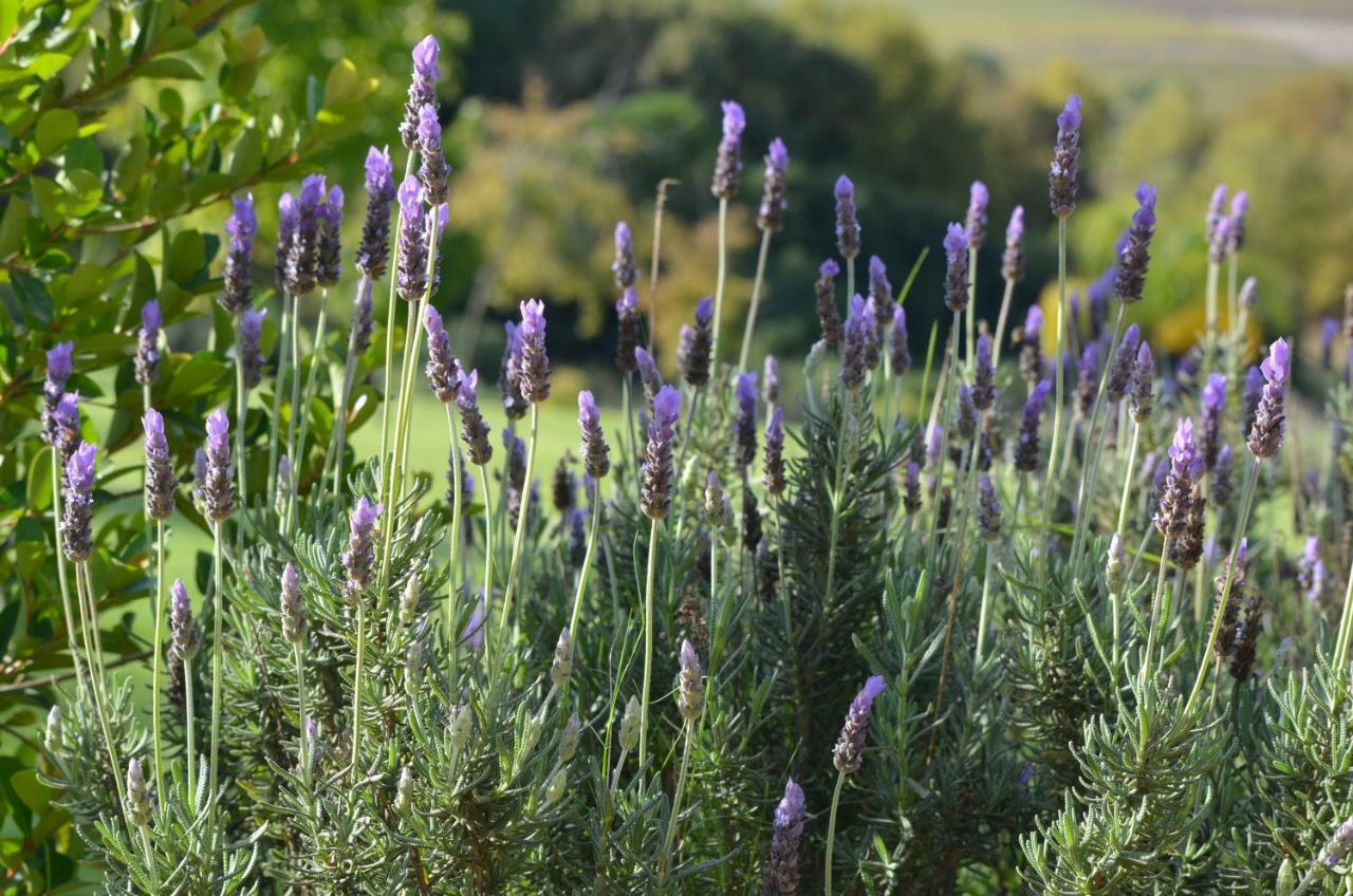 Cultivar Boutique Hotel Stellenbosch Eksteriør billede